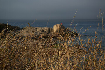 Fototapeta na wymiar Rocky seashore overgrown with dry grass against a dark foggy sky