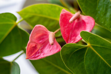 Pink Flamingo Flower, Tail Flower, Painted Tongue Plant.
