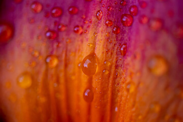 Water droplets on flower petals