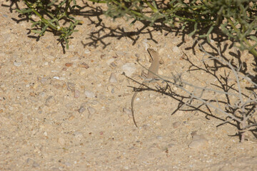 Arnold's Fringe-fingered Lizard (Acanthodactylus opheodurus) at Wadi Degla Protectorate, Western Desert, Egypt