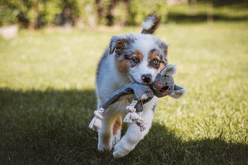Australian Shepherd puppy runs around the garden with his toy in his mouth. the four-legged devil runs around all the corners of the new garden with his best friend