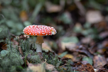 Red poisonous fly agaric in the forest. Close-up. Fly agaric red.