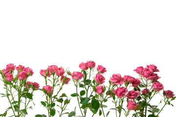 Layout with pink roses on a white background. Copy space.