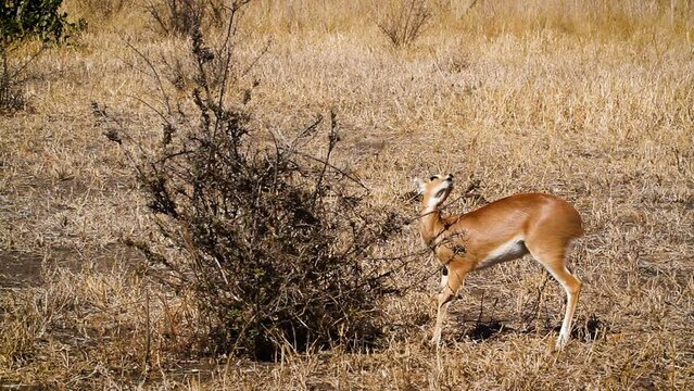 Cute young Steenbok male eating shrub in Kruger National park, South Africa ; Specie Raphicerus campestris family of Bovidae