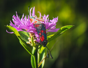 butterfly on flower
