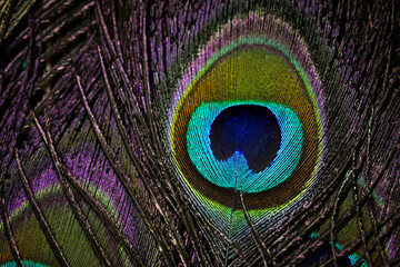 Peacock feather closeup. Peafowl feather. Bird feather. Mor pankh. Abstract background. Janmashtami...