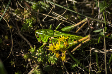 green Grasshopper