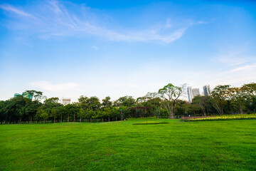Sunset at city public park with green field and tree