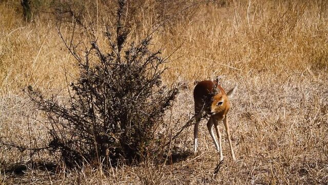 Cute young Steenbok male eating shrub in Kruger National park, South Africa ; Specie Raphicerus campestris family of Bovidae