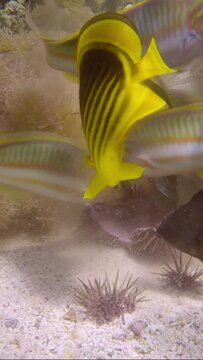 VERTICAL VIDEO: Close-up of tropical fishes of different species eating injured Burrowing Urchin or Rock-Boring Urchin (Echinometra mathaei) lie on the seabed covered with corals and algae.