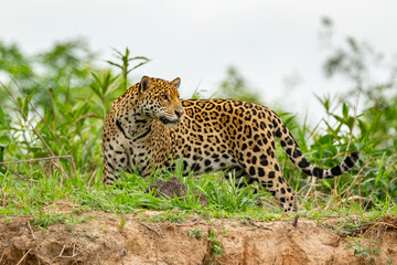 Fototapeta premium Panthera Onca in the Brazilian pantanal 