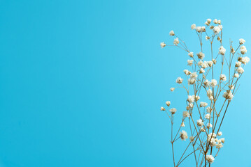 カスミソウのドライフラワー