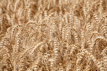 Yellow grain ready for harvest