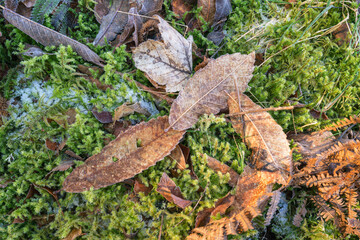 Natural background of the mossy floor of a forest with some frost