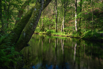 Fototapeta premium Relaxing atmosphere with the soft light of the morning on a river surrounded by forest
