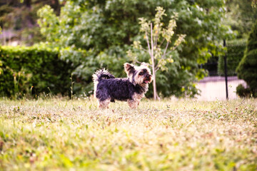 DOG PLAYING