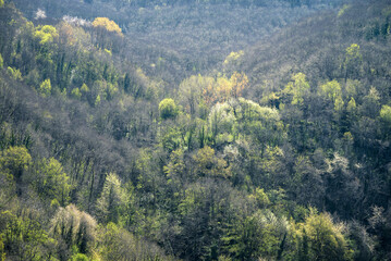 Spring atmosphere in the wooded valleys of Courel