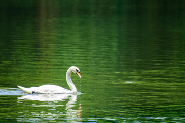 white goose swimming in the lake