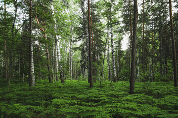 Fototapeta premium Green forest in the summer season