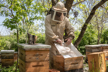 Beekeeper removing honeycomb from beehive. Person in beekeeper suit taking honey from hive. Farmer...
