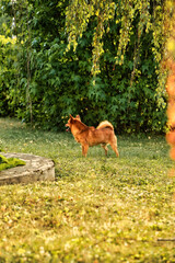 DOG PLAYING