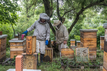 Beekeeping in countryside. Organic farming