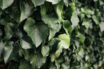 Perspective shot of a wall decorated with natural green leaves