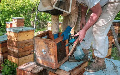 Beekeeper removing honeycomb from beehive. Person in beekeeper suit taking honey from hive. Farmer...