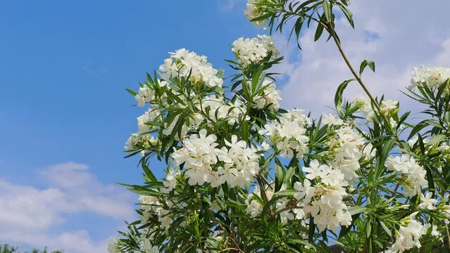 Close up shot of White Oleander blossom
