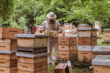 Beekeeper removing honeycomb from beehive. Person in beekeeper suit taking honey from hive. Farmer...