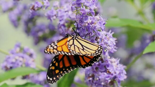 Close up shot of beautiful butterfly in Botanica, The Wichita Gardens