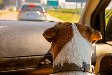 jack russell terrier in the car looks out the windshield in the front seat. Family holiday. Traveling with animals.