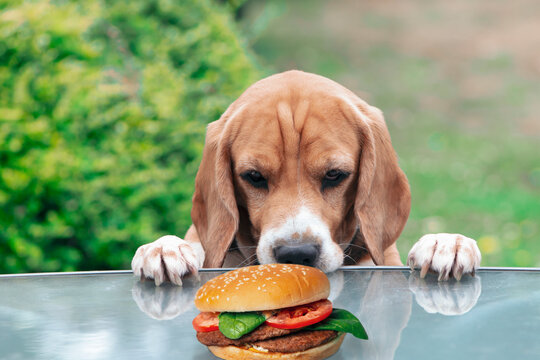 funny beagle dog emotionally looks at a hamburger on a table in the garden in summer