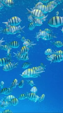 VERTICAL VIDEO: Large shoal of Sergeant major fish swim under surface of blue water. School of Indo-Pacific sergeant (Abudefduf vaigiensis). Close up 