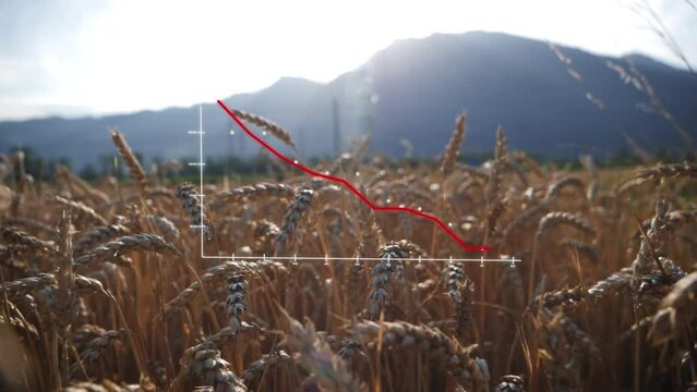 Falling chart in cornfield shows falling wheat production on the market. Concept famine due to war.