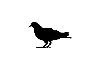 silhouette of a bird