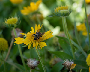 bee on a dandelion