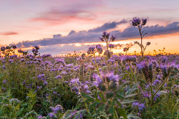 
Phacelia tanacetifolia, also known as blue yarrow or purple rapeseed, is an annual plant. It is grown as a forage plant or green manure in Central Europe. Taken at sunrise in South Bohemia