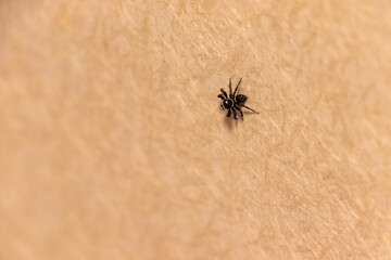 襖にへばりついた黒いクモ