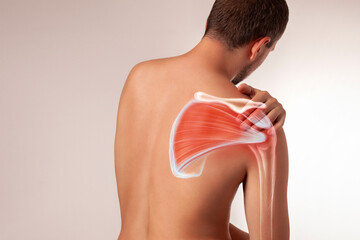 Man's shoulder pain, deltoid muscle and arm bone. Human body view from behind isolated 