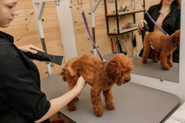 Close up of professional female pet groomer dry tea cup poodle dog fur with a hair dryer after washing in beautician salon. Grooming concept