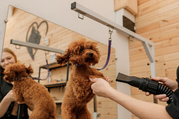 Close up of professional female pet groomer dry tea cup poodle dog fur with a hair dryer after...