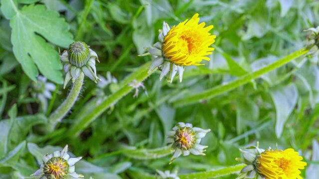 Der Gew&ouml;hnliche L&ouml;wenzahn (Taraxacum) sprie&szlig;t im Fr&uuml;hling auf Wiesen. Die strahlend gelben Bl&uuml;ten sind faszinierend sch&ouml;n. Die gesamte Pflanze ist essbar, sehr gesund: Als Salat, Honig, Tee, Pesto.
