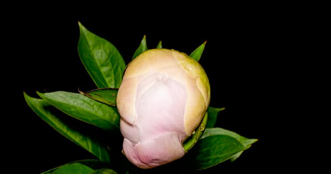 ラナンキュラスの開花