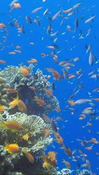 VERTICAL VIDEO: Colorful tropical fishes swimming on beautiful coral reef. Camera moving forwards approaching coral reef in sunlight