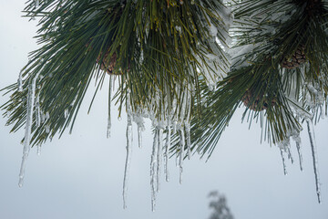 Snow-covered branches of pine trees with cones and icicles on mountain Ai-Petri. Crimea