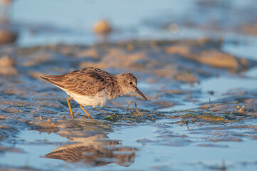 Least Sandpiper at Bunche Beach, Florida, USA