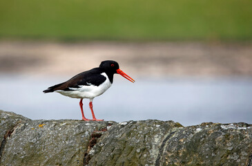 Oystercatchers on the Yorkshire moors