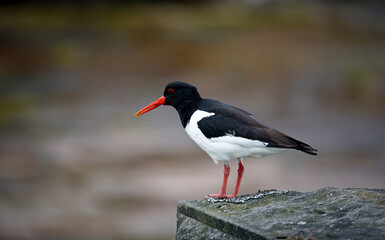 Oystercatchers on the Yorkshire moors