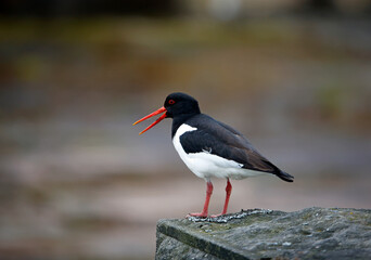 Oystercatchers on the Yorkshire moors